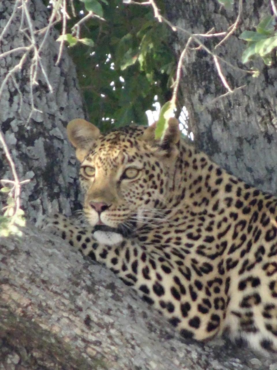 La Lechere Guest House Phalaborwa Bagian luar foto