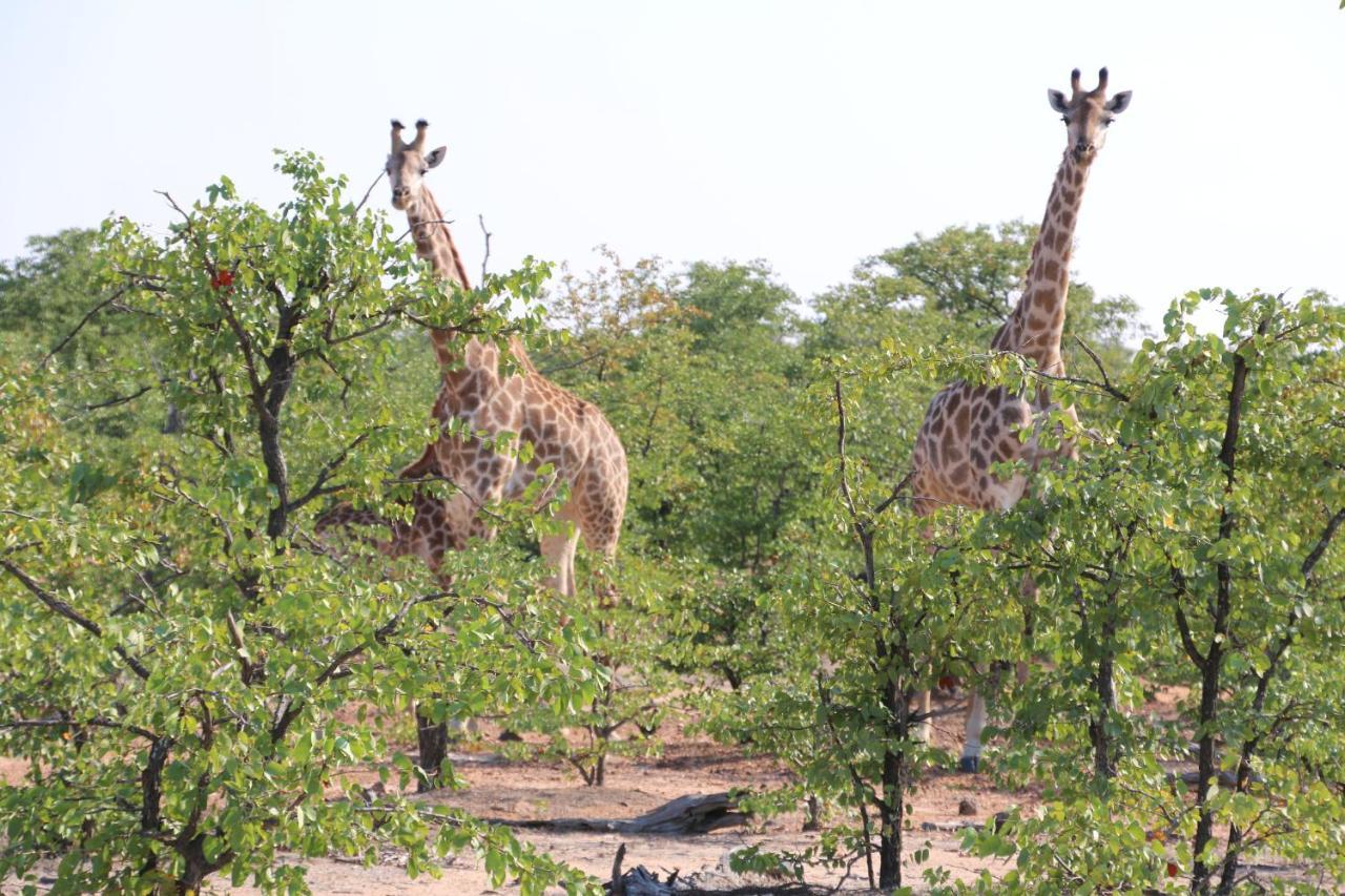 La Lechere Guest House Phalaborwa Bagian luar foto
